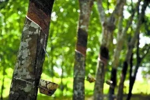 天然橡膠行情|多因素影響下，天然橡膠小幅上調(diào)
