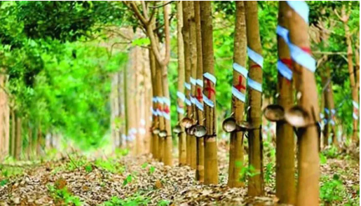 印度2022財年的天然橡膠產(chǎn)量預估 印度2022財年的天然橡膠產(chǎn)量預估