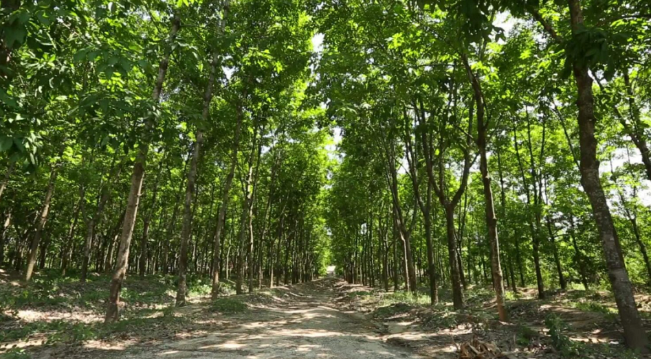 不過，中化國際近年來不斷聚焦以化工新材料為核心的精細化工主業，今年年中，橡膠業務占到中化國際整體營收的18.96%。