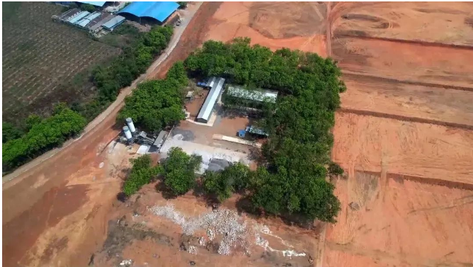曼列橡膠加速推進橡膠基地項目建設，助力地方經濟增長