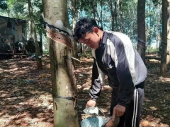 越南橡膠產(chǎn)業(yè)出口額預計突破110億美元大關