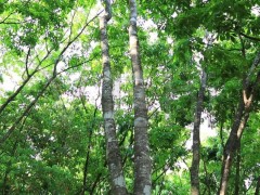 從嚴(yán)管到松綁，EUDR 調(diào)整如何重塑天然橡膠產(chǎn)業(yè)版圖？