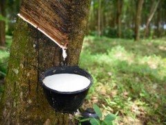 海南橡膠受臺風“蝴蝶”影響，預計干膠減產但復產及時