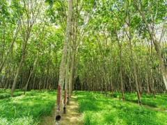 玉米芯制橡膠,已推廣應用!